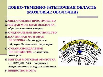 Лобно затылочный