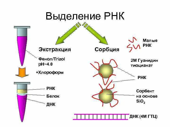 Процесс выделения днк. Методы выделения РНК. Методы выделения ДНК И РНК. Методы выделения и очистки ДНК. Способы выделения ДНК.