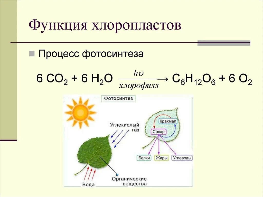 Цикл в хлоропластах. Химическая формула фотосинтеза растений. Формула фотосинтеза 6 класс биология. Процесс фотосинтеза реакция в химии. Фотосинтез схема кратко.