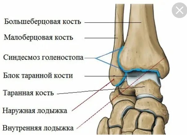 Голеностопный сустав сколько заживает. Таранная кость голеностопа перелом. Перелом наружной лодыжки большеберцовой кости. Наружная лодыжка и малоберцовая кость. Перелом таранной кости стопы рентген.