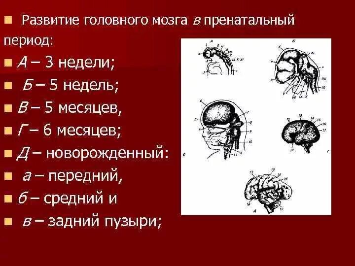 Этапы онтогенеза головного мозга. Онтогенез мозга человека. Этапы формирования мозга. Развитие головного мозга в постнатальный период..