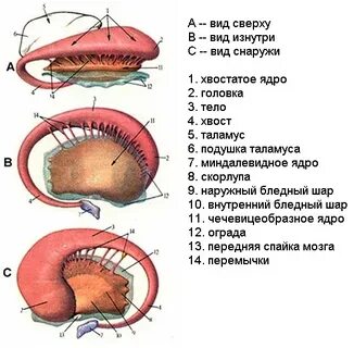 Хвостатое ядро структура
