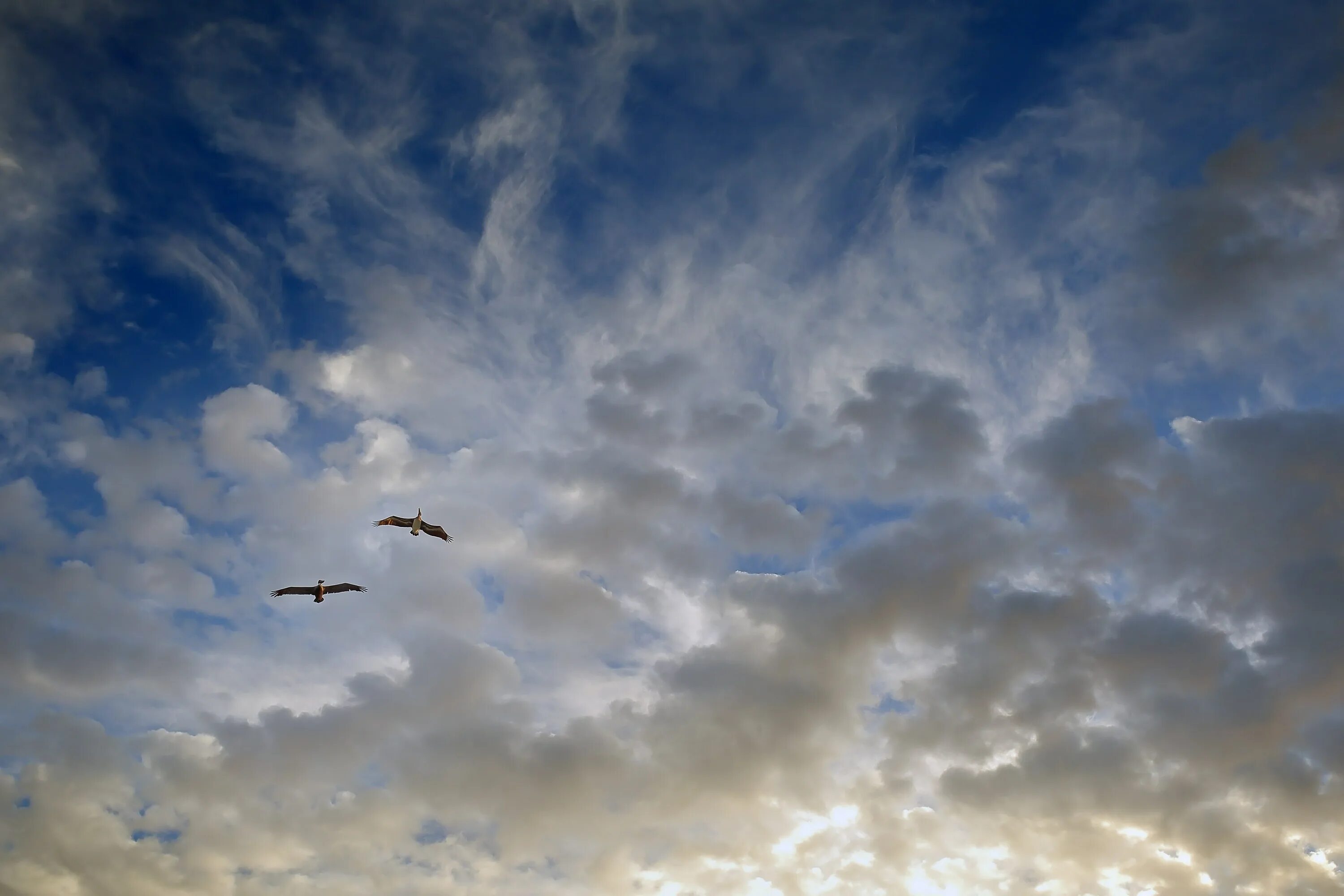 Птицы в небе. Небо птицы облака. Птицы в облаках. Птицы летает в боблоках.