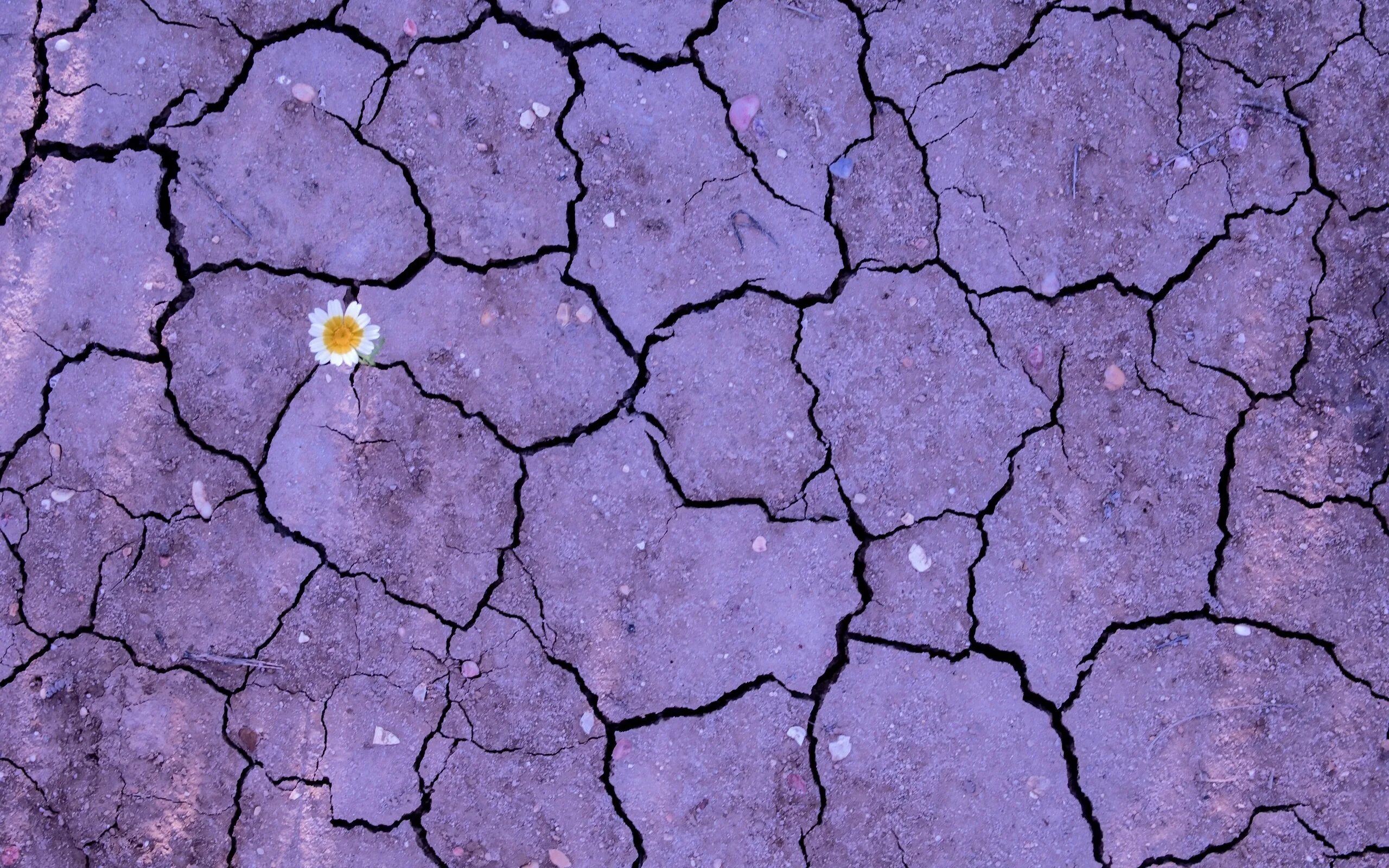 Трещин цветок. Потрескавшаяся земля. Фиолетовая земля. Сухая земля. Фиолетовая почва.