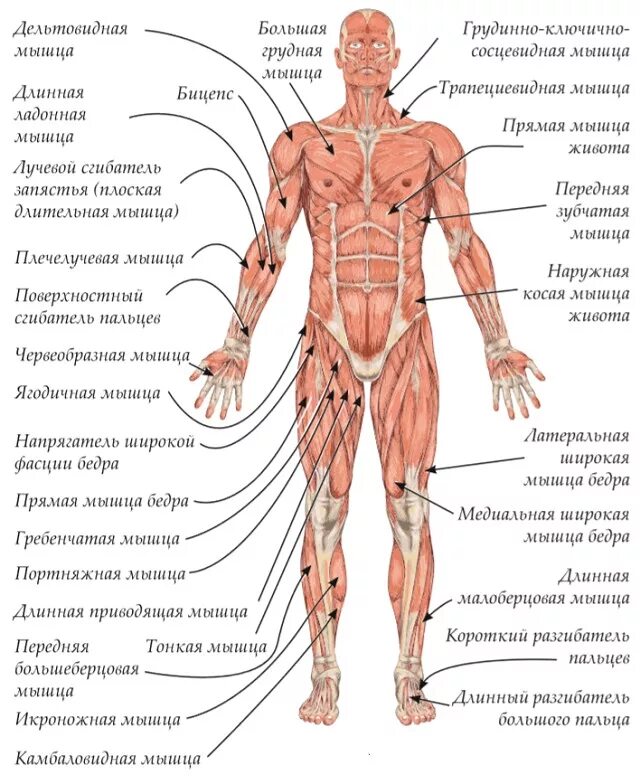 Описание мышц. Строение человека мужчины спереди. Мышцы человека спереди с подписями. Строение мышц человека спереди и сзади. Схема строения мышц человека спереди.