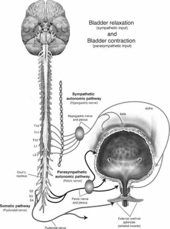 Анатомия :рецепторы: мочевого пузыря. Рецепторы мочевого пузыря схема. Иннервация сфинктера мочевого пузыря анатомия. Нервная система мочевого пузыря. Нервы мочеиспускание