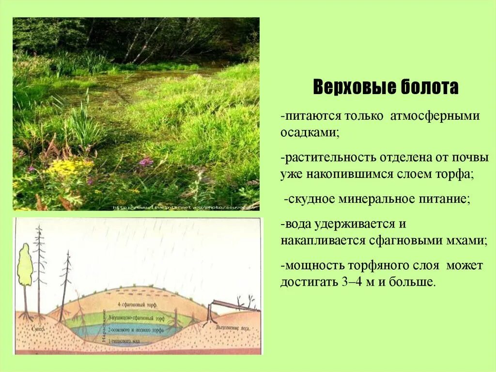 Характеристика природного комплекса болото. Низинные верховые и переходные болота. Растительные сообщества болот. Болота доклад. Природные условия болота.