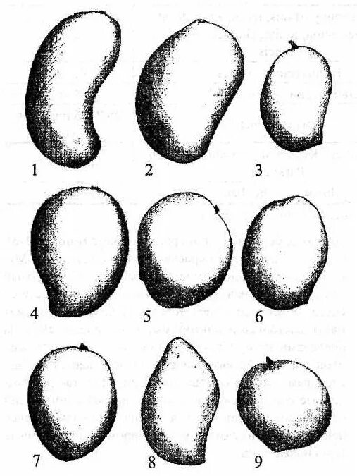 Манго тайланд. Дерево манго кент. 17075916 манго. Манго (сорт кат чу). Манго форма силипоновые.