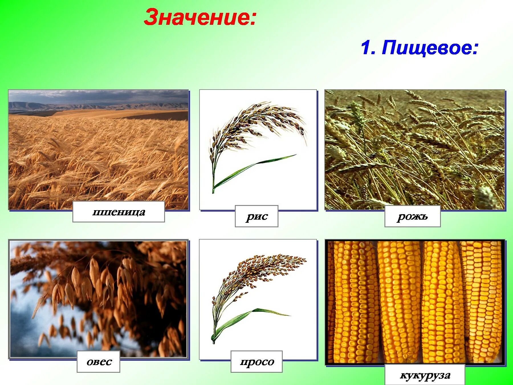 К какому семейству относится пшеница. Пшеница описание. Сообщение о пшенице. Пшеница доклад. Сообщение о семействе злаковых.