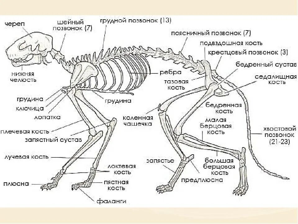 Количество позвонков животных