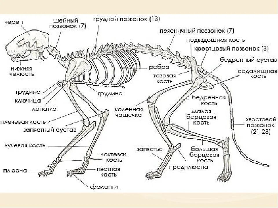 Скелет кошки с названием костей. Скелет кота с названием костей. Строение скелета млекопитающих. Скелет кошки с описанием костей. Анатомические особенности животных