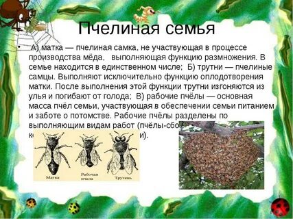 Роль рабочих пчел