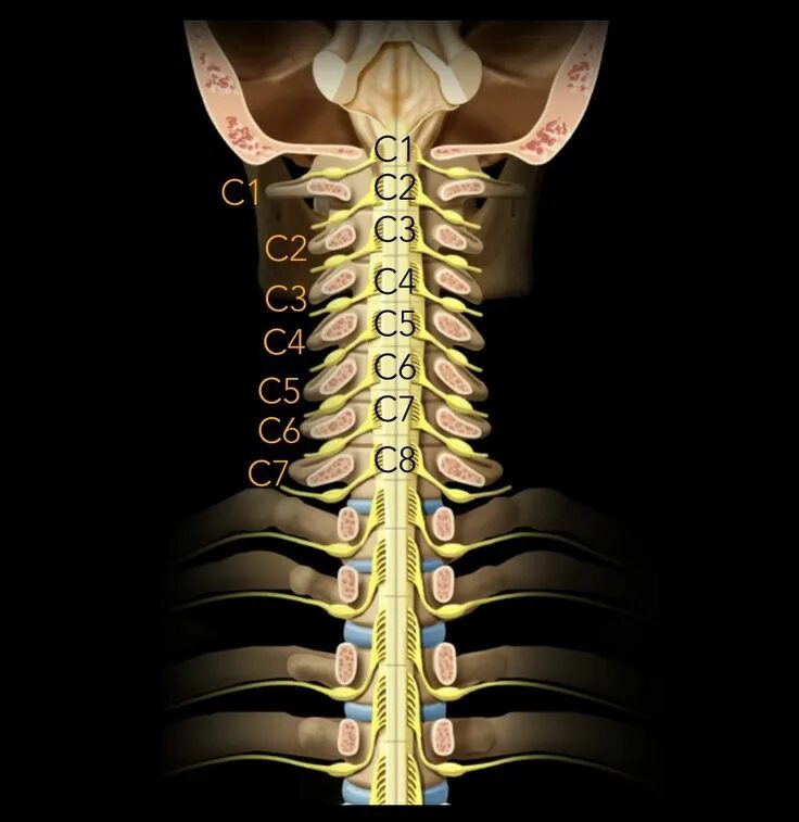 Spinal Cord Anatomy. Segmental Anatomy of the Spine. Спинной мозг утолшении конский хвост.
