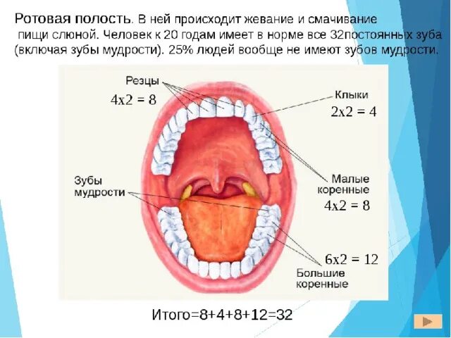 Строение ротовой полости человека сбоку. Ротовая полость строение и функции. Строение отделы и функции полости рта. Ротовая полость строение анатомия зубов.