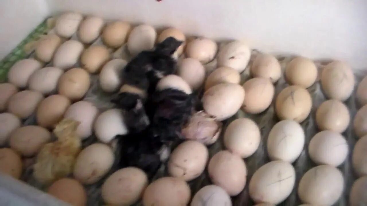 Можно ли сажать яйца. Цыплята в инкубаторе. Вывод цыплят. Инкубация цыплят курей. Инкубация из магазинных яиц.
