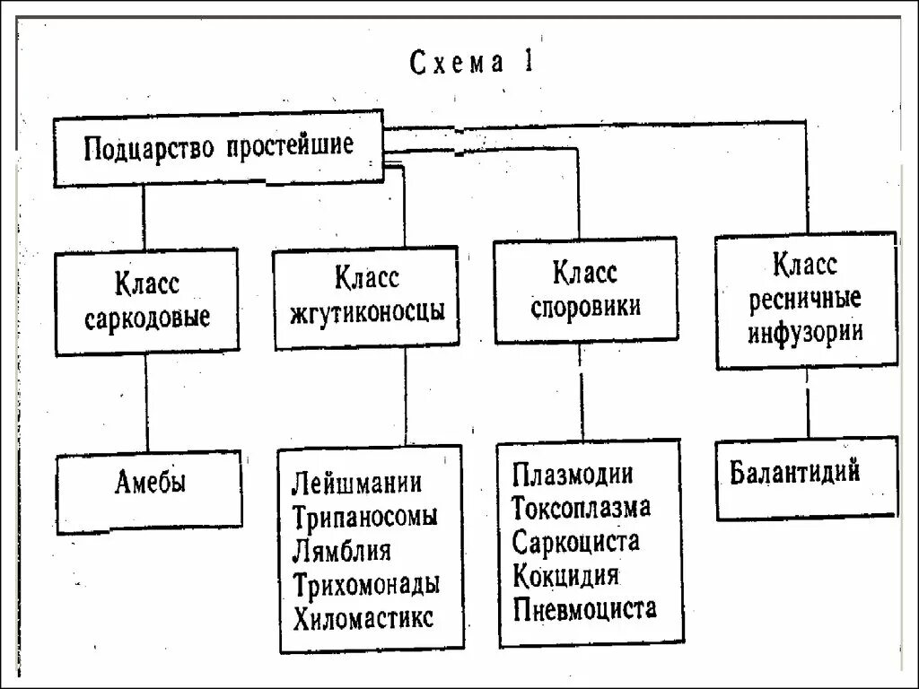 Общее количество простейших. Классификация простейших схема. Подцарство одноклеточные систематика. Подцарство простейшие классификация. Подцарство простейшие систематика.