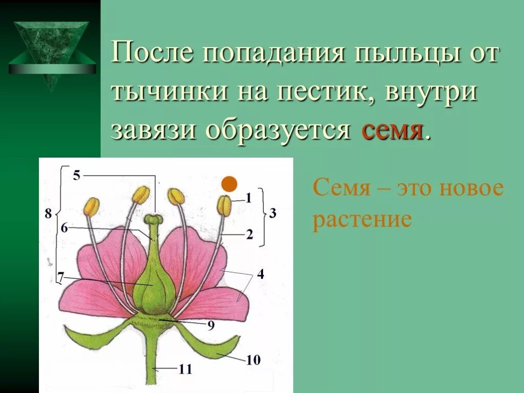 Основные части цветка. Пестик внутри цветка. Части пестика цветка. Семена образуются пестиков. Пыльца образуется в тычинок