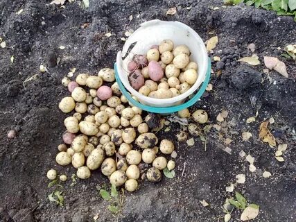 Какую картошку посадить