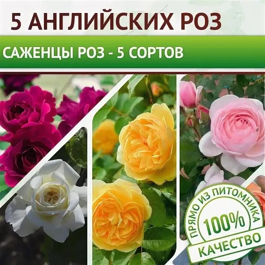 Акция саженцы розы. Акция саженцы розы. Саженцы в магните. Акция саженцы розы. Акция саженцы розы.