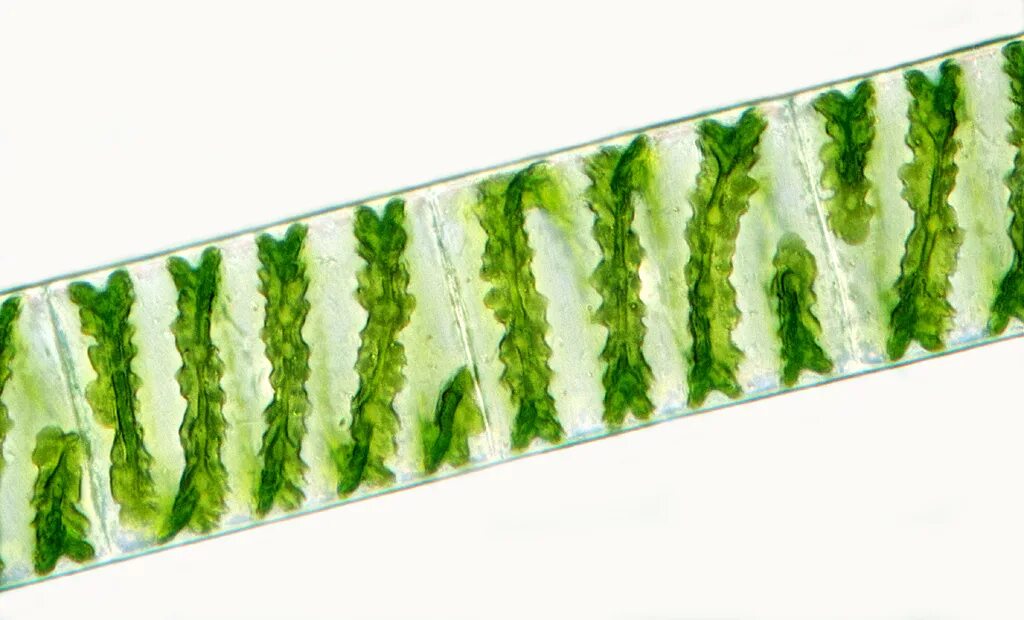 Спирогира представитель. Спирогира (Spirogyra). Зеленые водоросли спирогира. Водоросль спирогира под микроскопом.