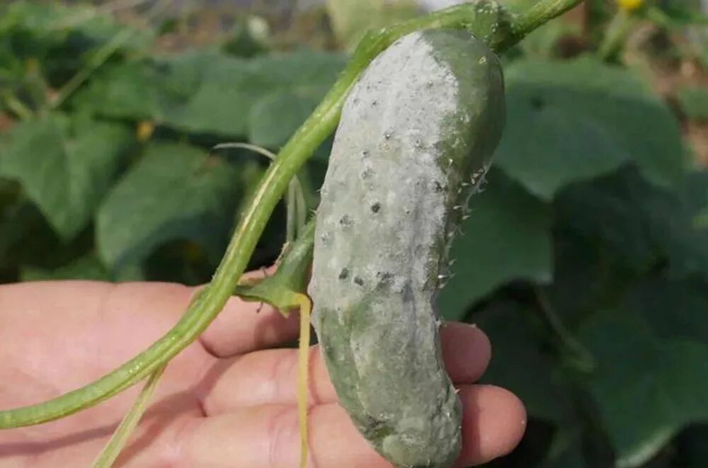 Серая гниль на огурцах. Белая гниль огурца Sclerotinia sclerotiorum. Белая гниль (склеротиниоз) огурцов. Серая гниль огурцов.