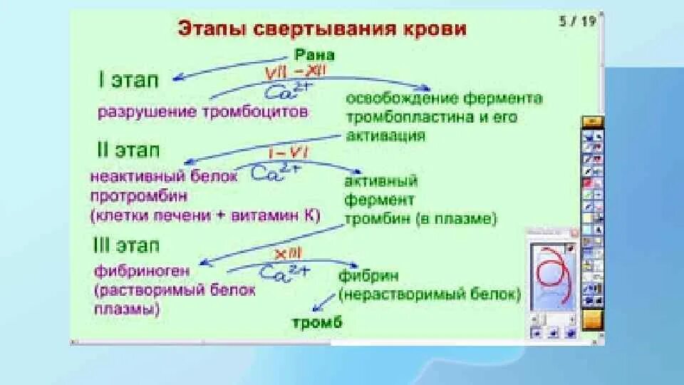 Фермент тромбоцитов. Этапы свертывания крови кратко. Схема свёртывания крови по фазам. 1 Фаза свертывания крови. Схема двух фаз свертывания крови тромбообразования.