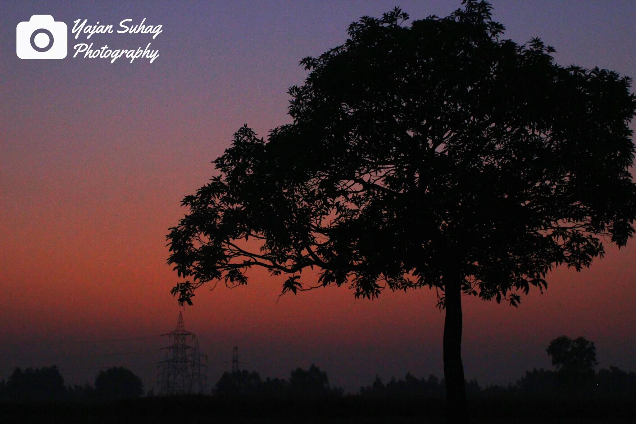 дерево ночью. небо деревья вечер. дерево вечером. много деревьев вечером. дерево в поле вечер.