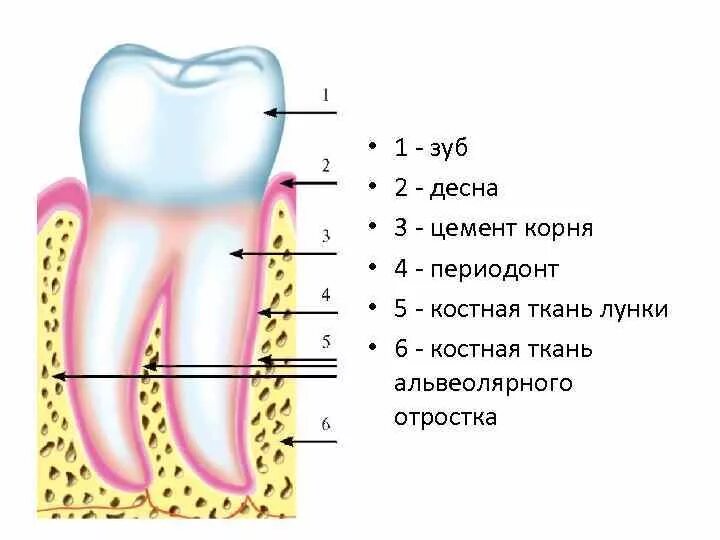 Строение периодонта и пародонта зуба. Пародонт строение и функции. Строение зуба в Десне анатомия. Ткани зуба периодонт строение.