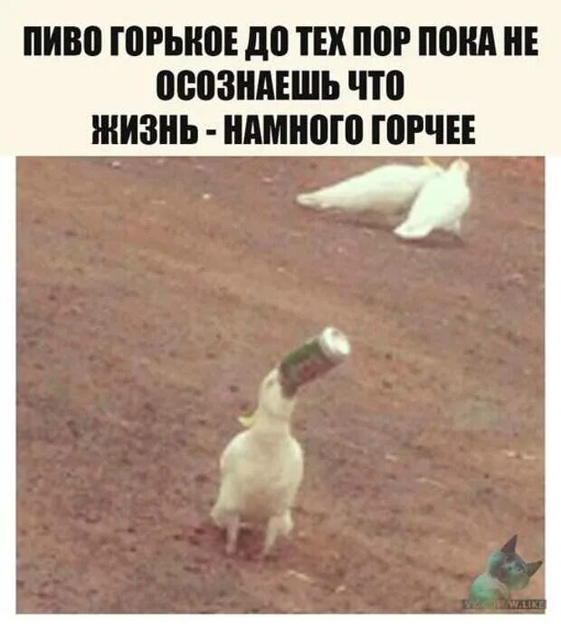 Тот соус был горчее найди и исправь