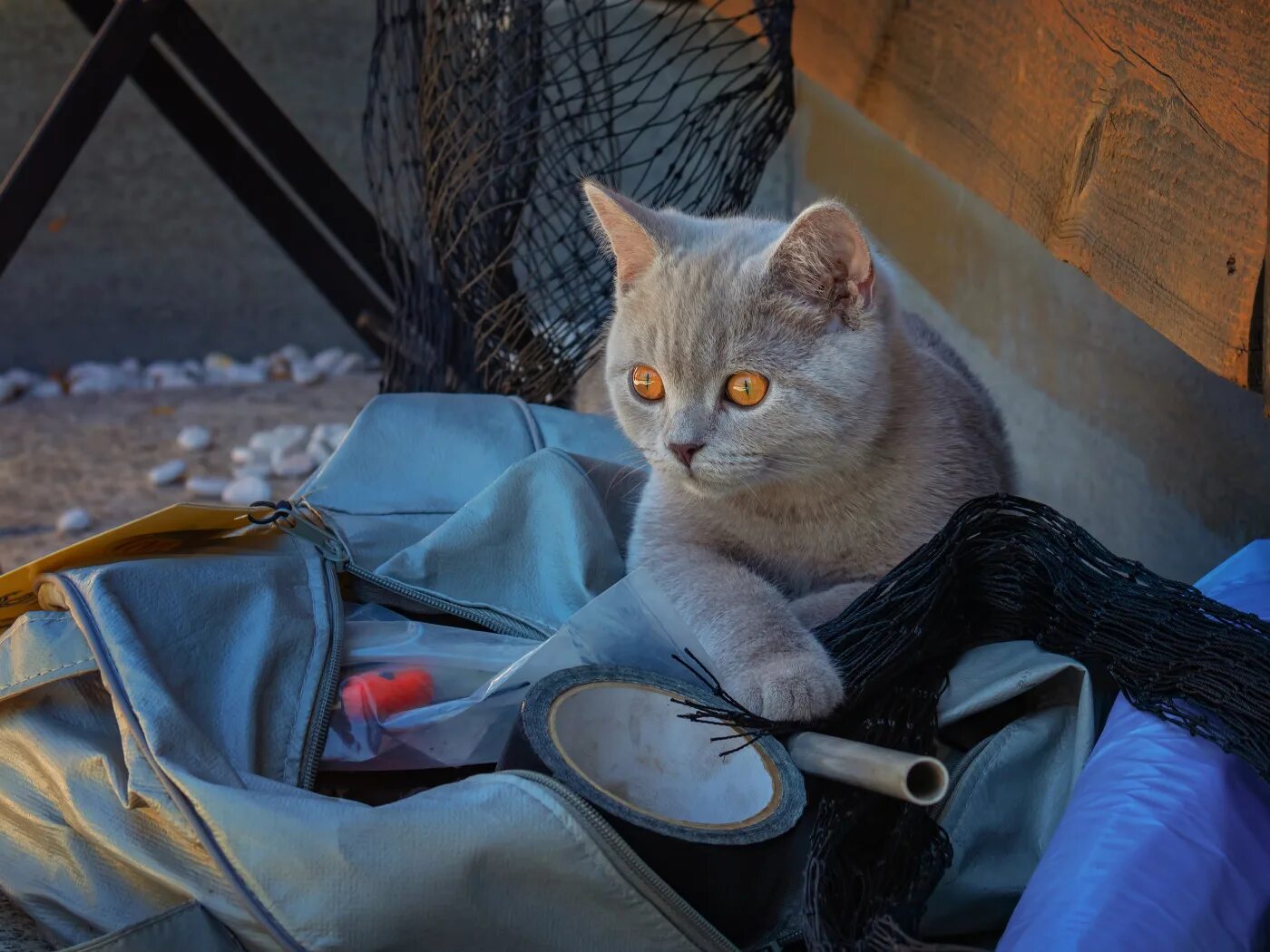 Котенок в сумке. Британец серый в путешествии. Кот британец с сумкой. Картинка cat net