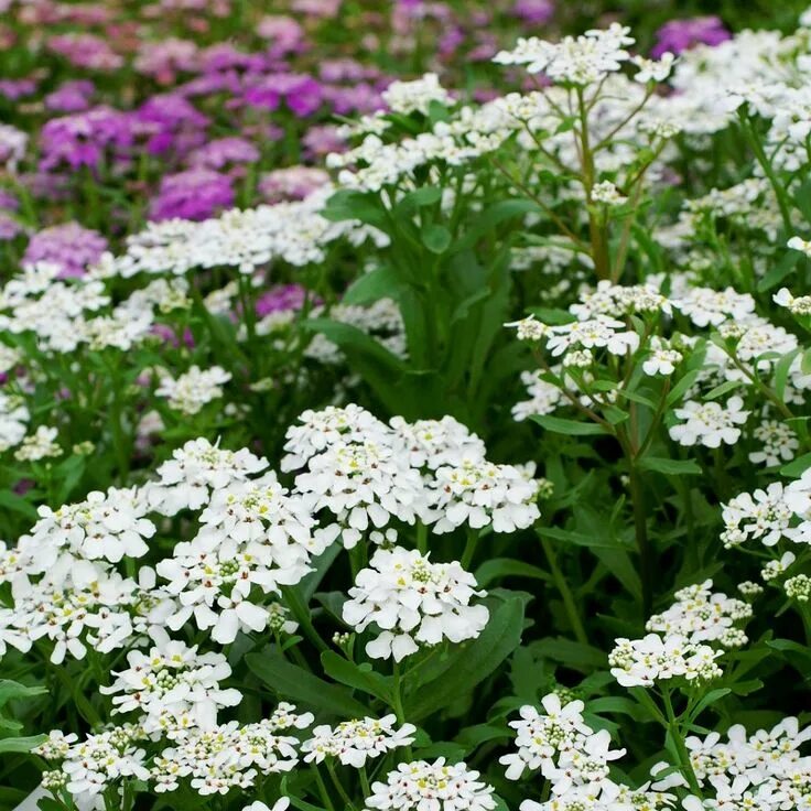 Iberis страна. Иберис вечнозеленый. Iberis страна. Иберис вечнозеленый. Iberis sempervirens l.