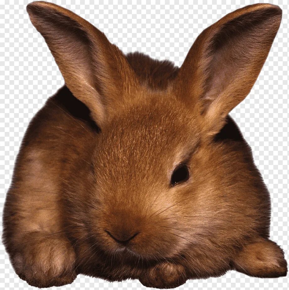 Bunny png