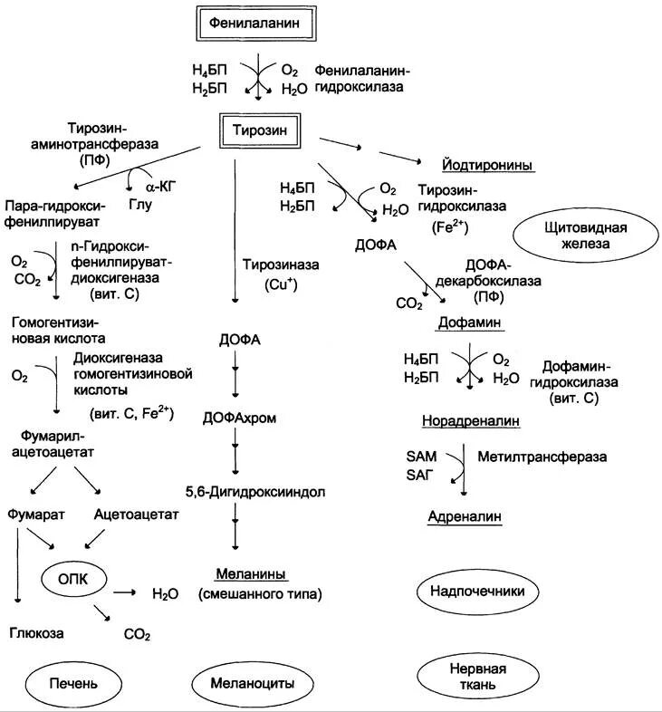 Фенилаланин биохимия. Пути превращения фенилаланина и тирозина. Схема метаболизма тирозина. Основные катаболические превращения фенилаланина и тирозина. Метаболизм фенилаланина и тирозина.