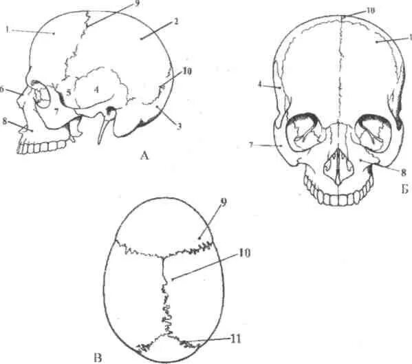 Швы черепа анатомия. Скелет головы швы черепа. Лобно-теменной шов черепа.