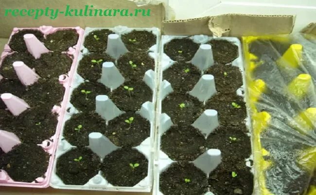 Петуния уникум рассада. Ампельная петуния всходы рассада. Петуния ампельная рассада. Петунию на рассаду в 2022. Петуния гретта.