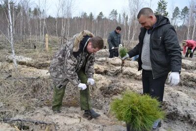Курганское лесничество