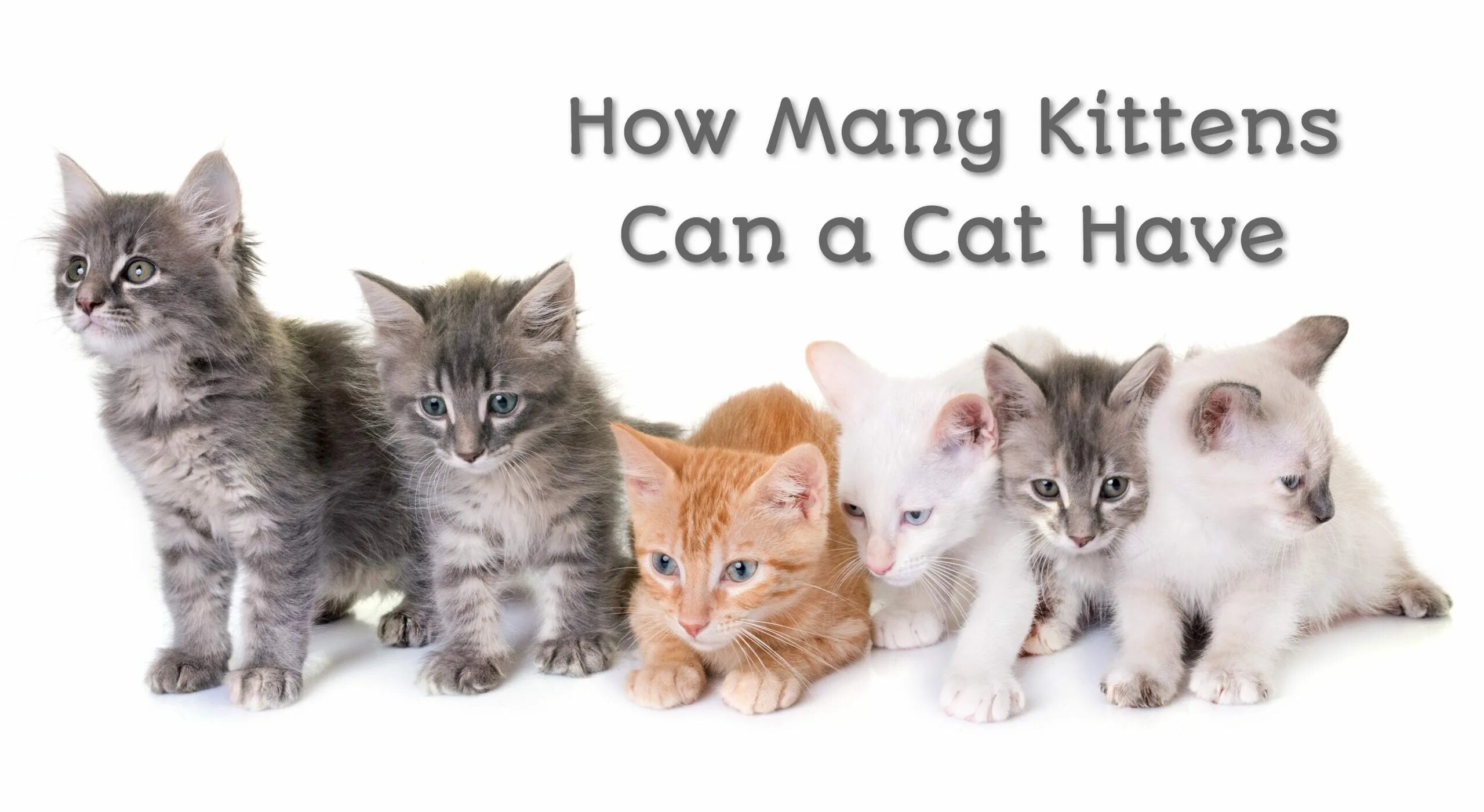 How many kittens the cat got. Стоковые картинки с котятами. how many cats can you see. how many cats картинки. how many cats are there.
