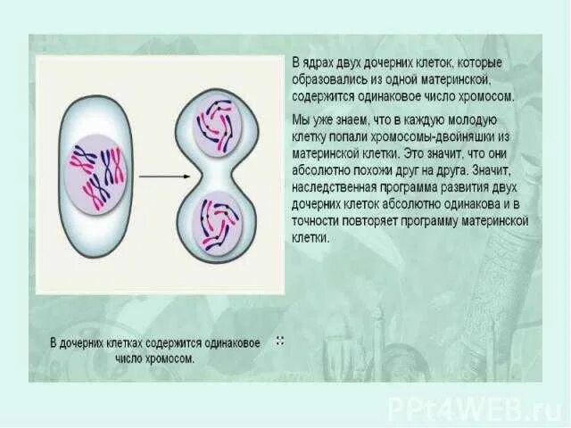 Процессы жизнедеятельности клетки 5 класс деление клетки. Жизнедеятельность клетки размножение. Жизнедеятельность клетки презентация. Процесс жизнедеятельности клетки размножение. Скорость деления клетки