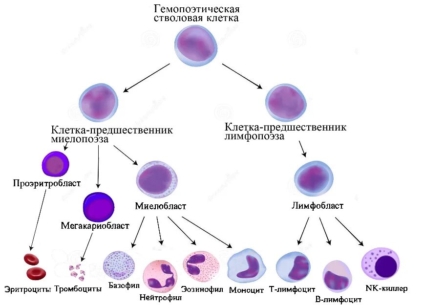 Сателлиты гистология