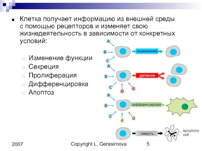 Функции рецепторов клетки. Внешняя среда клетки. реакция клетки на изменения внешней среды. патология рецепторов клеток. рецепторная функция клетки.