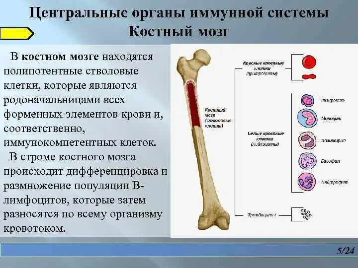 Костный мозг орган иммунной системы. Красный костный мозг расположен иммунная система. Функции стромальных клеток красного костного мозга. Роль красного костного мозга в иммунной системе.