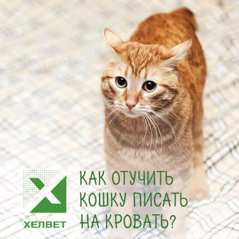 Как отучить котёнка гадить. Как отучить кошку писать. Как отучить кота писать в неположенном месте. Как отучить кошку писать. Как отучить котёнка гадить на кровать.