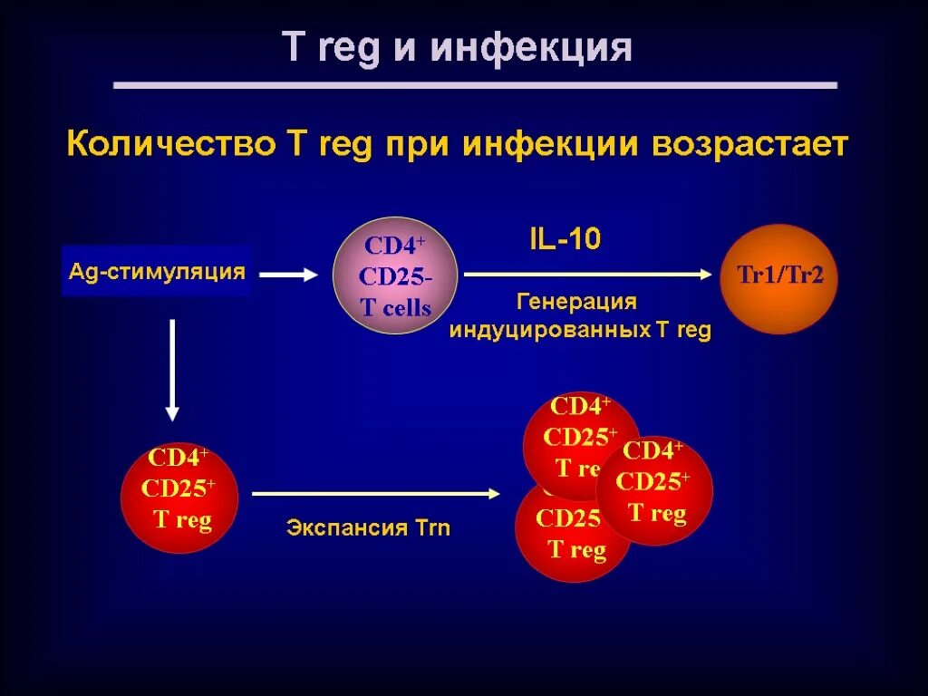 Cd4+ лимфоциты. Cd4+ клетки. Регуляторные т-клетки образуются. Регуляторные т клетки