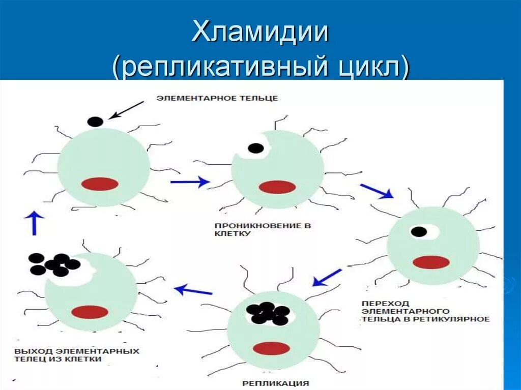 Хламидии структура. Морфология хламидий микробиология. Репликативный цикл хламидии. Хламидии строение клетки.