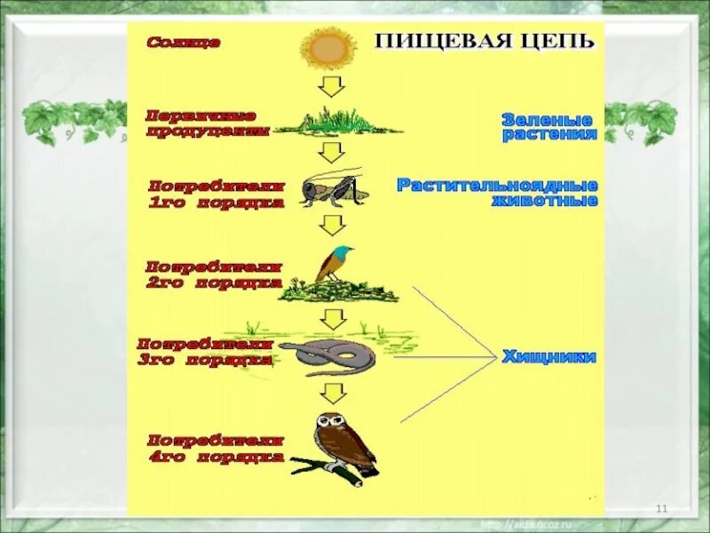 Потребителями могут быть в пищевой цепи. Пищевая цепь в природе 5 класс биология. Цепочка питания биология. Пищевая цепь это в биологии. Пищевая цепочка растений и животных.