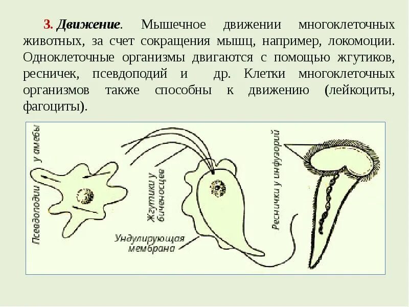 Передвижение с помощью ресничек. Передвижение многоклеточных. передвижение многоклеточных животных. движение многоклеточных организмов. движение с помощью жгутиков и ресничек.