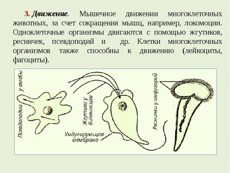 Передвижение многоклеточных животных. Движение с помощью жгутиков и ресничек. Движение многоклеточных организмов. Передвижение многоклеточных