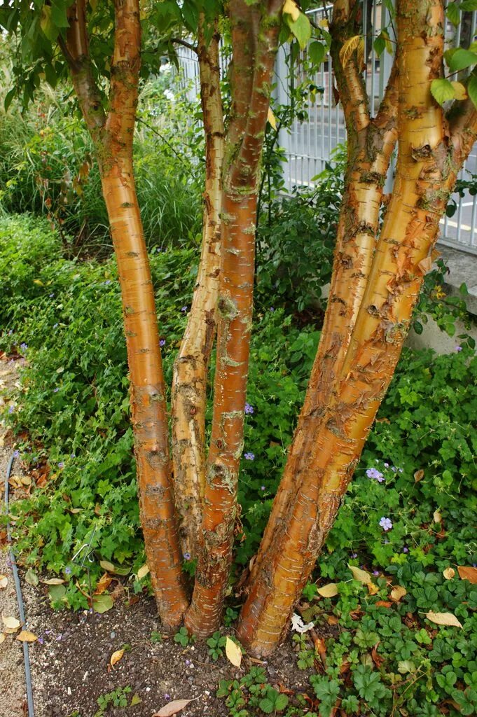 Padus serotina - Image of an specimen - Plantarium
