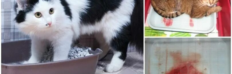 Кот писает с кровью лечение. Кровь в кошачьем лотке. котенок пописал.