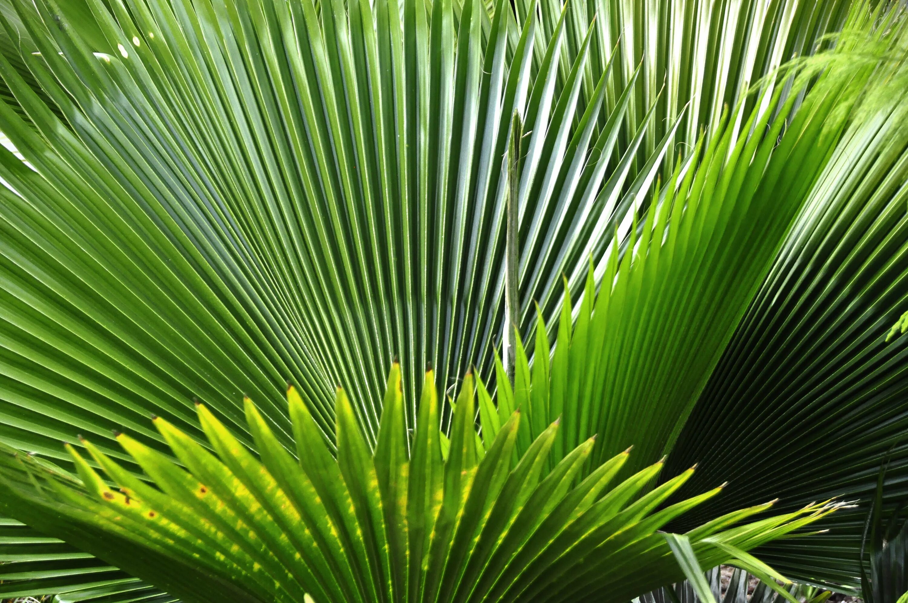 Tropical plant. Комплекс пальмы сабаль. Пальма сабаль лист. Экстракт пальмы сабаль. Пальма сереноа.